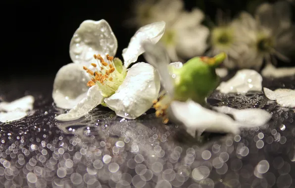 Picture drops, macro, flowers, Rosa, white, bokeh