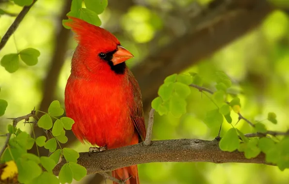 Branch, bird, red