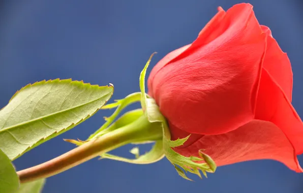Macro, roses, petals, buds