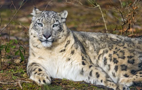 Cat, stay, IRBIS, snow leopard, ©Tambako The Jaguar