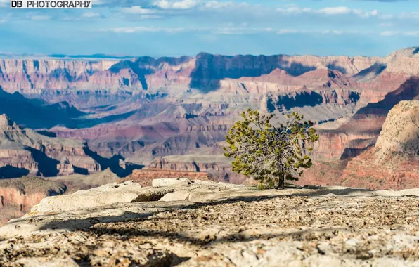 Picture The Grand Canyon, tree, South Rim, the Grand Canyon, South Rim