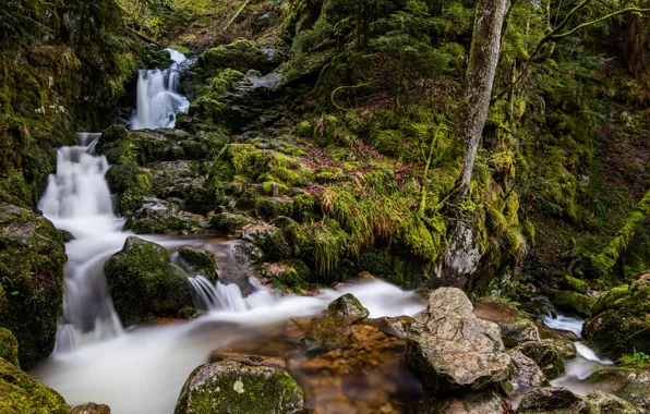 Forest, trees, stream, stones, France, waterfall, moss, slope