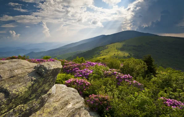 Clouds, light, flowers, mountains, stones, rhododendrons