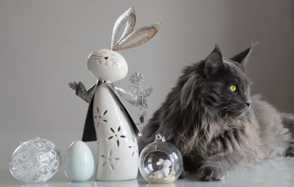 Cat, cat, look, face, pose, table, grey, toy