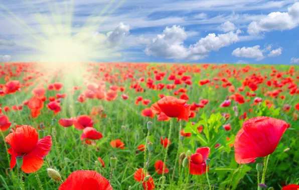 Picture field, summer, the sky, clouds, flowers, Maki, red, the rays of the sun
