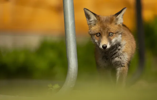 Look, nature, pipe, pose, Fox, Fox