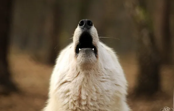 Picture nature, predator, animal, wolf, wildlife, portrait, portrait., Canis lupus. face