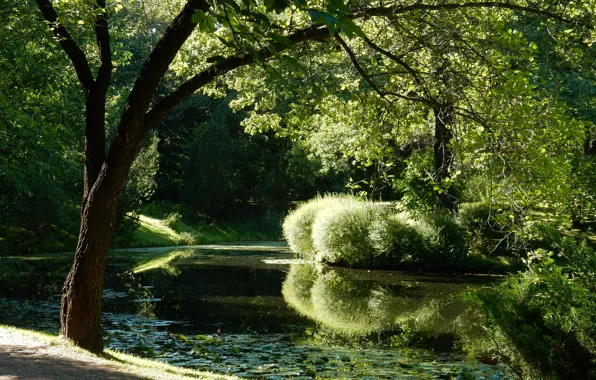 Grass, trees, nature, pond, tree, widescreen, Bush, plants