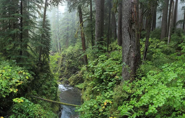 Picture forest, water, trees, nature, fog, river