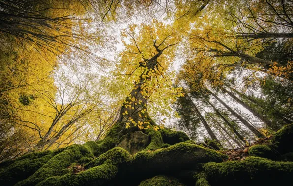 Autumn, forest, trees, nature, foliage, up