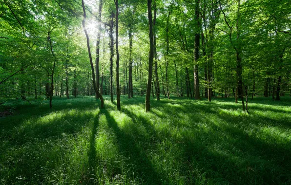 Grass, the sun, light, trees, nature, spring