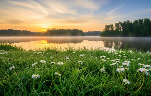 Flowers, fog, river, dawn, Wallpaper, wallpaper, river, flowers