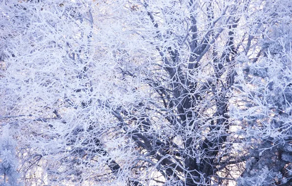 Picture winter, forest, snow, trees, nature, beauty, Tomorrow dorffer