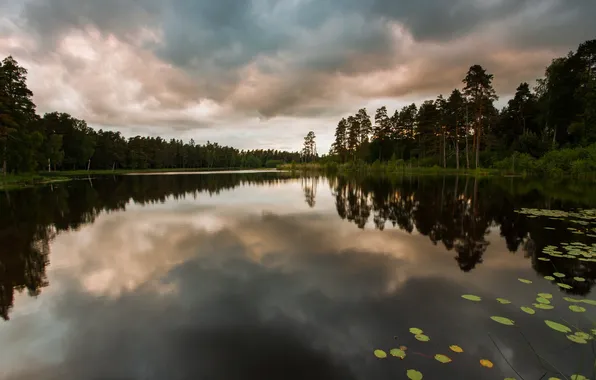 Forest, nature, lake, twilight, the surface of the water