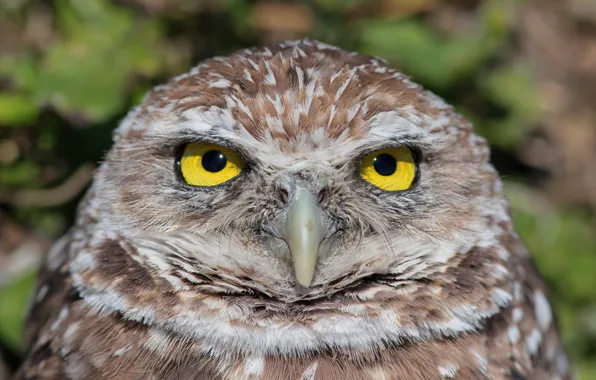 Picture owl, portrait, owl