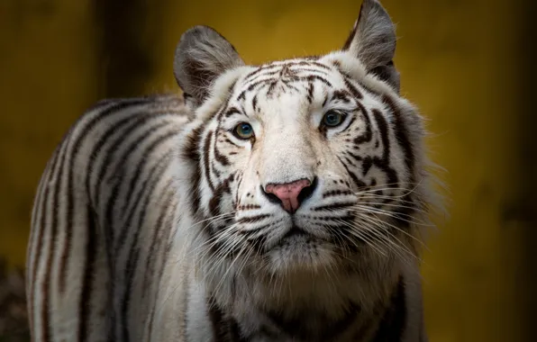 Picture portrait, look, white, face, tiger, yellow background