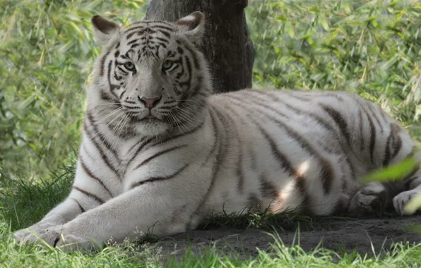 Picture cat, white, look, tiger