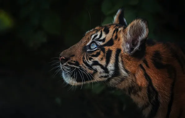 Look, face, leaves, tiger, the dark background, portrait, tiger, tiger