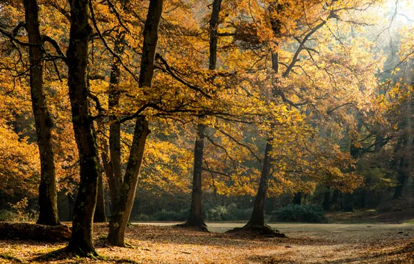 Forest, leaves, the sun, trees, sunshine, forest, trees, leaves