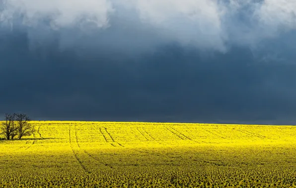 Picture field, the sky, trees, Australia, panorama