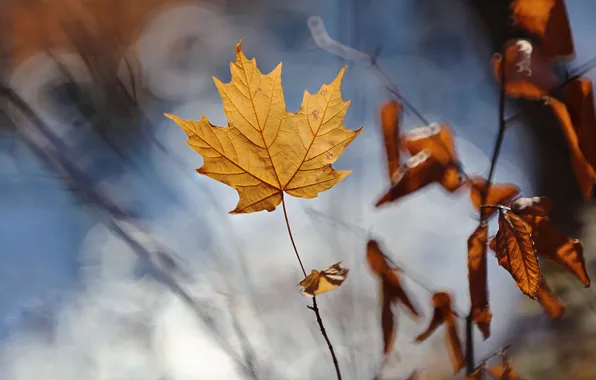 Autumn, leaves, nature