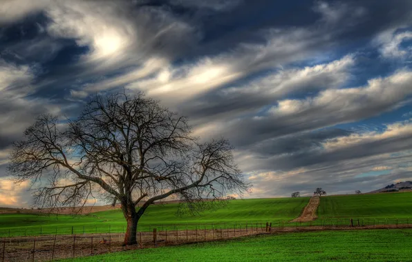 Field, trees, landscape, nature