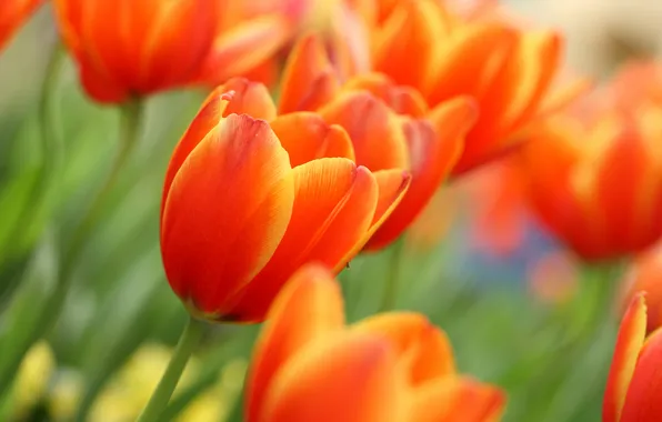 Picture flower, flowers, Tulip, spring, tulips, buds