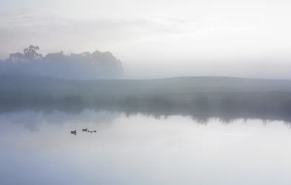 The sky, water, clouds, trees, fog, lake, pond, duck