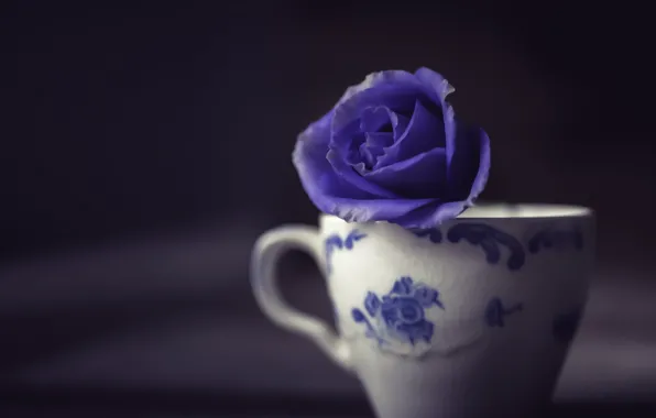 FLOWER, MACRO, MOOD, ROSE, CUP