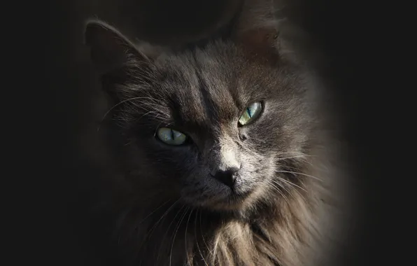 Picture cat, look, background, kitty