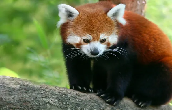 Red, Panda, firefox, red Panda, bamboo bear