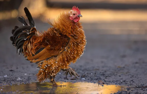 Bird, chicken, puddle, walk