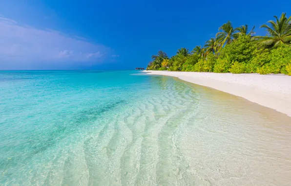 Picture palm trees, stay, surf, the ocean, tropical island, shore, resort, beach