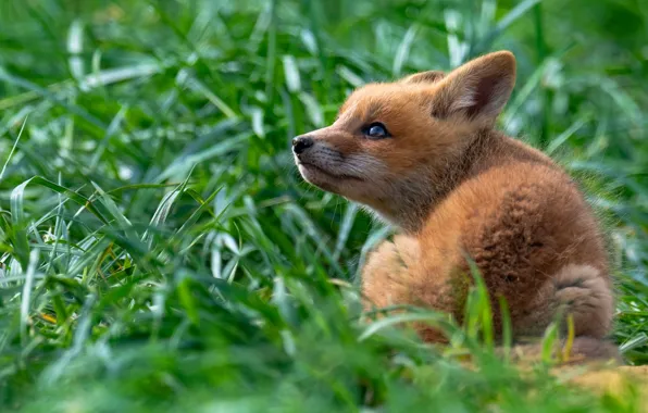 Greens, grass, look, pose, baby, Fox, sitting, Fox