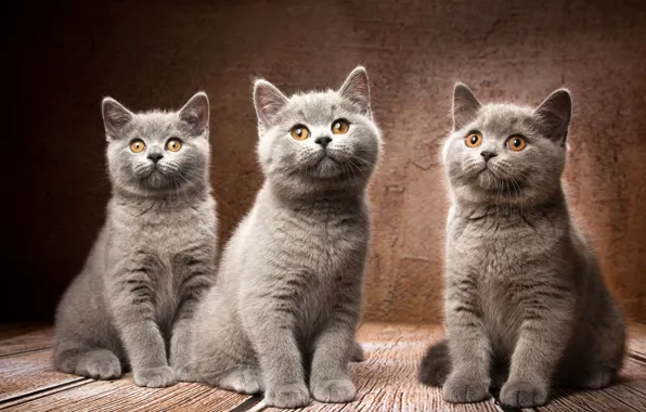 Picture background, kittens, trio, Trinity, British Shorthair, Natalia Lays
