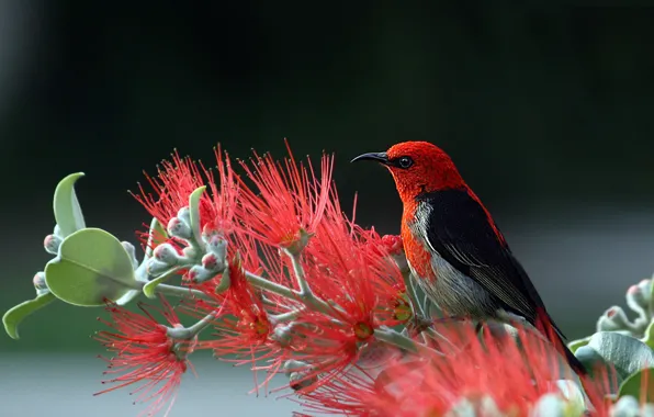 Flowers, flowers, tree branch, the Sunbird, the beauty of nature, tree branch, small bird, beauty …
