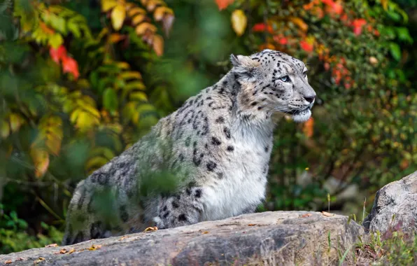 Autumn, look, leaves, cats, paint, stone, portrait, snow leopard