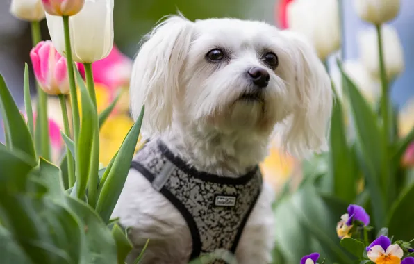 Look, face, flowers, portrait, dog, spring, tulips, white