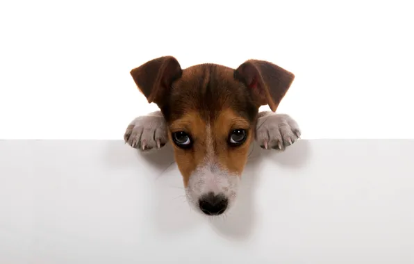 Dogs, white, background, wall, Wallpaper, dog, paws, puppy