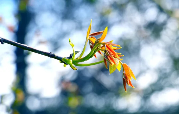 Spring, leaf, twig