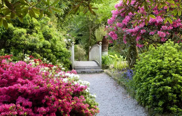 Picture garden, ladder, track, UK, Magnolia, flowering trees, United Kingdom, gardens