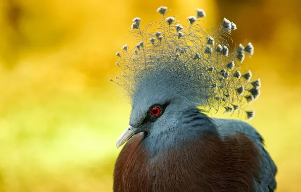 Picture nature, bird, Victoria crowned Pigeon