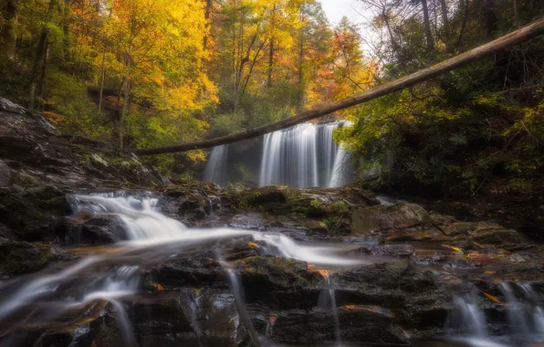 Autumn, forest, water, trees, branches, nature, stones, rocks