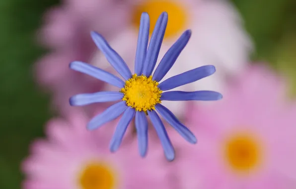 Picture flower, flowers, lilac, focus, blur, pink, chrysanthemum