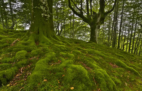 Forest, trees, moss