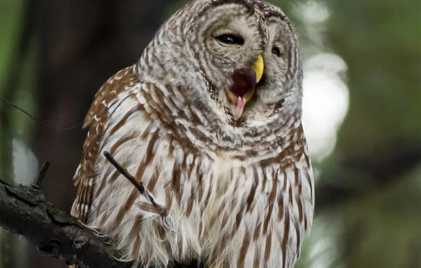 Owl, bird, branch, beak, opinie