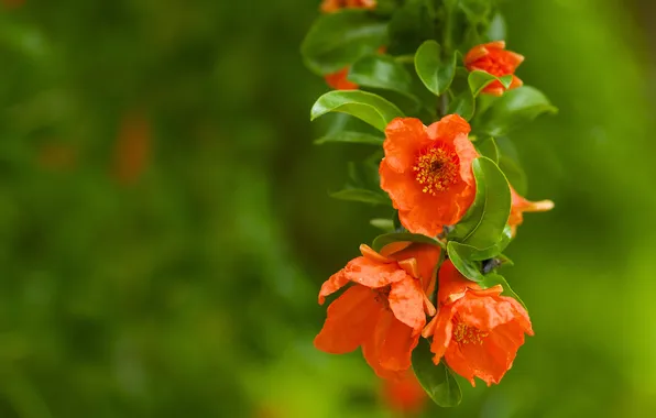 Greens, leaves, macro, flowers, plant, branch, blur, Punica granatum