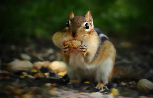 Look, nature, Chipmunk, nuts, face, rodent, cheeks, meal