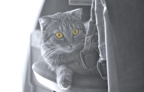 Picture cat, cat, Black and white