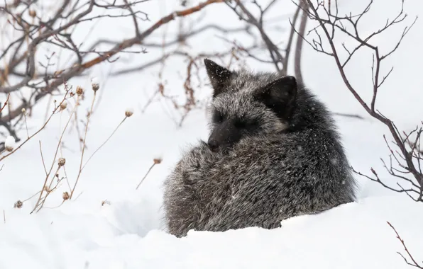 Winter, snow, branches, Fox, sleeping, Fox, Fox, silver